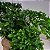 Folhagem Samambaia Cristata ("Nephrolepis exaltada") - Imagem 2