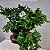 Folhagem Samambaia Cristata ("Nephrolepis exaltada") - Imagem 1