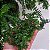 Folhagem Samambaia saia de baiana ('Nephrolepis exaltata 'Bostoniensis'') - Imagem 2