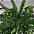 Folhagem Samambaia saia de baiana ('Nephrolepis exaltata 'Bostoniensis'') - Imagem 8