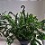 Folhagem Samambaia saia de baiana ('Nephrolepis exaltata 'Bostoniensis'') - Imagem 4