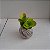 Kit 3 Kokedamas: peperomia verde, peperomia neon e cacto com suporte - Imagem 7