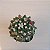 Cacto Bola de Neve (Mammillaria polythele) - Imagem 3