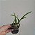 Encyclia cordigera var. atropurpurea - Imagem 2