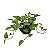 Folhagem Jiboia Pendente (Epipremnum  aureum) no Vaso Cuia - Imagem 1