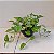 Folhagem Jiboia Pendente (Epipremnum  aureum) no Vaso Cuia - Imagem 4