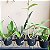 Kit 3 Orquídeas Variadas Coleção: Dendrobium, Cattleya e Phalaenopsis - Imagem 7
