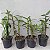 Kit 3 Orquídeas Variadas Coleção: Dendrobium, Cattleya e Phalaenopsis - Imagem 6