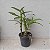 Kit 3 Orquídeas Variadas Coleção: Dendrobium, Cattleya e Phalaenopsis - Imagem 5