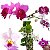 Kit 3 Orquídeas Variadas Coleção: Dendrobium, Cattleya e Phalaenopsis - Imagem 1
