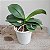 Kit 3 Orquídeas Variadas Coleção: Dendrobium, Cattleya e Phalaenopsis - Imagem 2