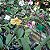 Kit 3 Orquídeas Variadas Coleção: Dendrobium, Cattleya e Phalaenopsis - Imagem 4