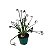 Suculenta Espiral (Albuca spiralis) - Imagem 1