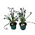 Suculenta Espiral (Albuca spiralis) - Imagem 7