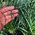 Suculenta Espiral (Albuca spiralis) - Imagem 3