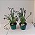 Suculenta Espiral (Albuca spiralis) - Imagem 2