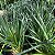 Suculenta Espiral (Albuca spiralis) - Imagem 4