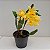 Kit 3 Dendrobium Famosos para Coleção: thyrsiflorum x farmerii, chrysotoxum e sulcatum - Imagem 3