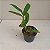 Kit 3 Dendrobium Famosos para Coleção: thyrsiflorum x farmerii, chrysotoxum e sulcatum - Imagem 5