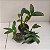 Kit 3 Dendrobium Famosos para Coleção: thyrsiflorum x farmerii, chrysotoxum e sulcatum - Imagem 4