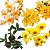 Kit 3 Dendrobium Famosos para Coleção: thyrsiflorum x farmerii, chrysotoxum e sulcatum - Imagem 1