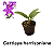 Kit 3 Cattleyas Pequenas: Cattleya schilleriana, Cattleya forbesii e Cattleya harrisoniana - Imagem 4