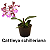 Kit 3 Cattleyas Pequenas: Cattleya schilleriana, Cattleya forbesii e Cattleya harrisoniana - Imagem 2