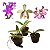 Kit 3 Cattleyas Pequenas: Cattleya schilleriana, Cattleya forbesii e Cattleya harrisoniana - Imagem 1