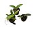 Kit 3 Cattleyas Pequenas: Cattleya schilleriana, Cattleya forbesii e Cattleya harrisoniana - Imagem 5
