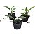 Kit 3 Cattleyas Pequenas: Cattleya schilleriana, Cattleya forbesii e Cattleya harrisoniana - Imagem 6