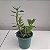 Dendrobium uniflorum - Imagem 2