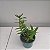 Dendrobium uniflorum - Imagem 4