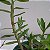 Dendrobium uniflorum - Imagem 6