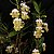 Dendrobium uniflorum - Imagem 1
