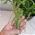 Folhagem Samambaia Confete (Nephrolepis cordifolia 'Duffii') - Imagem 4