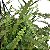 Folhagem Samambaia Confete (Nephrolepis cordifolia 'Duffii') - Imagem 3