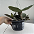 Cattleya schilleriana semi alba - Imagem 2