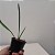 Encyclia fowliei - Imagem 6