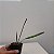 Encyclia fowliei - Imagem 7