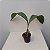 Lycaste (cores diversas) - Imagem 2