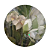 Lycaste (cores diversas) - Imagem 3