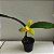Lycaste (cores diversas) - Imagem 5