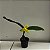 Lycaste (cores diversas) - Imagem 6