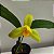 Lycaste (cores diversas) - Imagem 1