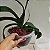 Vaso cuia transparente 23 cm - Imagem 6