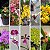 KIT INICIANTES: 10 MUDAS DIVERSAS DE ORQUÍDEAS PARA COLECIONAR - Imagem 1