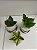 Kit Kokedama de Pacová com 3 Mini Kokedamas de Espadinha + Suportes - Imagem 3