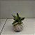 Kit Kokedama de Pacová com 3 Mini Kokedamas de Espadinha + Suportes - Imagem 6