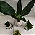 Kit Kokedama de Pacová com 3 Mini Kokedamas de Espadinha + Suportes - Imagem 9