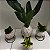 Kit Kokedama de Pacová com 3 Mini Kokedamas de Espadinha + Suportes - Imagem 5